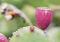 Devilâs-tongue, Opuntia humifusa, close-up fruit